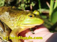 /home//u458753944/public_html/sourcegallery//Frogs/More bullfrogs/P8200311.JPG